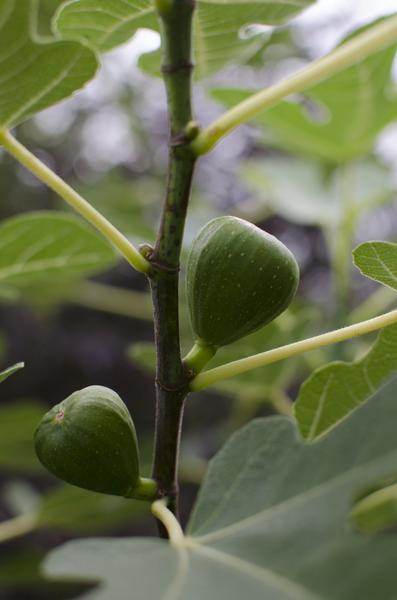 Ficus Gustissimo Perretta - Ø19cm - ↕50cm - Ø19 - ↨50cm  BotanicBridge