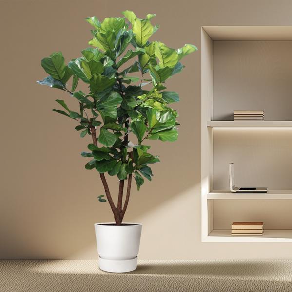 Ficus Lyrata vertakt - 240 cm - ø50  BotanicBridge