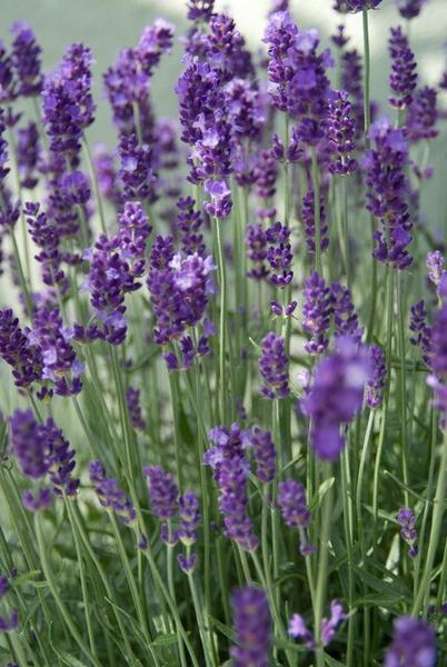 Lavandula ang. 'Dwarf Blue' - ↕10-25cm - Ø9cm - 40x  BotanicBridge