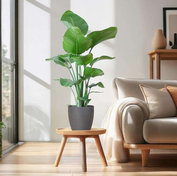 Strelitzia Nicolai met Viber pot grijs - 80cm - Ø21  BotanicBridge