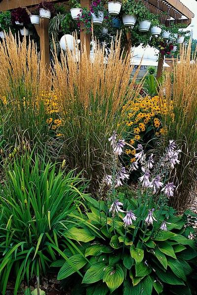 Calamagrostis acut. 'Karl Foerster'  - ↕10-25cm - Ø9cm - 20x  BotanicBridge