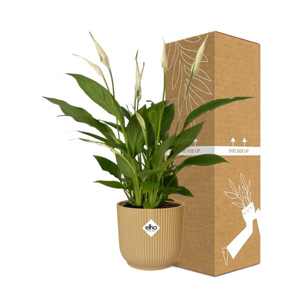 Spathiphyllum 12 Cm Torelli  in ELHO Vibes Fold 14cm geel  BotanicBridge