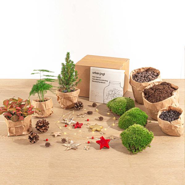 Planten terrarium pakket - Mini-kerstboom - 3 planten -  Navulling & Startpakket - DIY Christmas  BotanicBridge