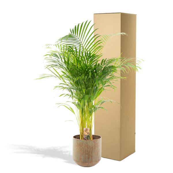 Areca palm met pot - ↨130cm - Ø24cm  BotanicBridge