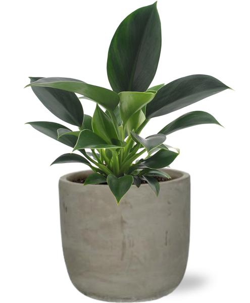 Philodendron Green Princess - Ø12cm - ↕25cm + Stone Rond D13,5x13cm - Grijs  BotanicBridge