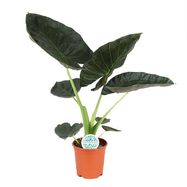 Alocasia Regal Shield Ø21cm - ↕100cm  BotanicBridge