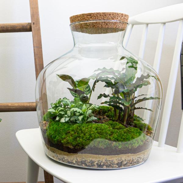 DIY terrarium -  Fat Joe - ↕ 30 cm - Rake + Shovel  BotanicBridge