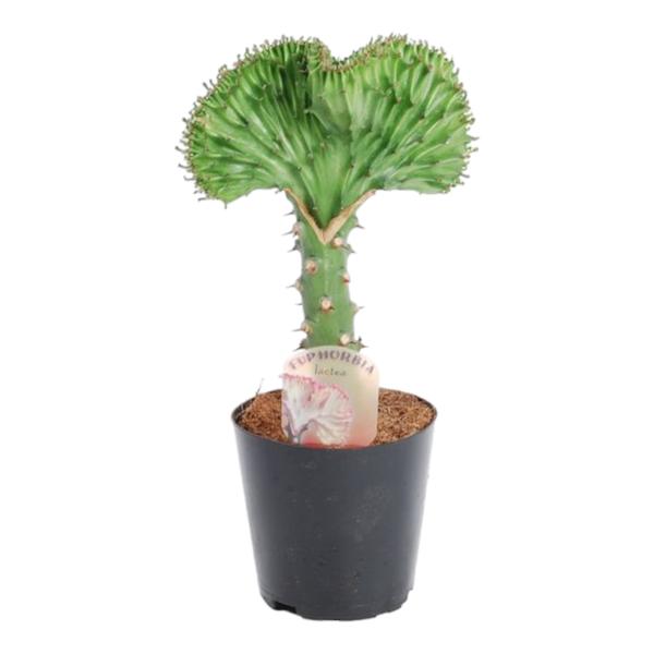 Euphorbia lactea Cristata groen - 30 cm - ø10,5  BotanicBridge