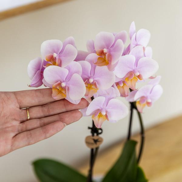 Kolibri Orchids | Roze phalaenopsis orchidee - Andorra + Pastel pot pink - potmaat Ø9cm | bloeiende kamerplant - vers van de kweker  BotanicBridge