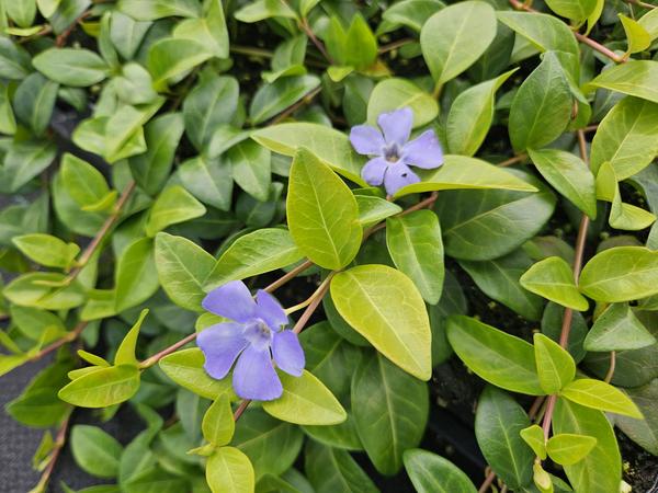 Vinca minor 'La Grave' - ↕10-25cm - Ø9cm - 12x  BotanicBridge