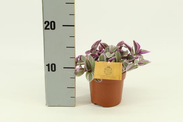 Tradescantia Sweetness 10,5cm - Ø10,5cm - ↕10cm  BotanicBridge