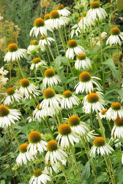 Echinacea p. 'White Swan' - ↕10-25cm - Ø9cm - 12x  BotanicBridge