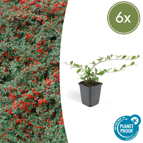 Cotoneaster dammeri - ↕10-25cm - Ø9cm - 6x  BotanicBridge