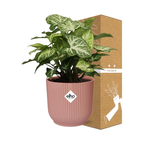 Syngonium Arrow in ELHO Vibes Fold 14cm roze  BotanicBridge