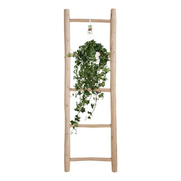 Hedera Helix Pitsburg - Hang/XXL - Ø17cm - ↕90cm  BotanicBridge