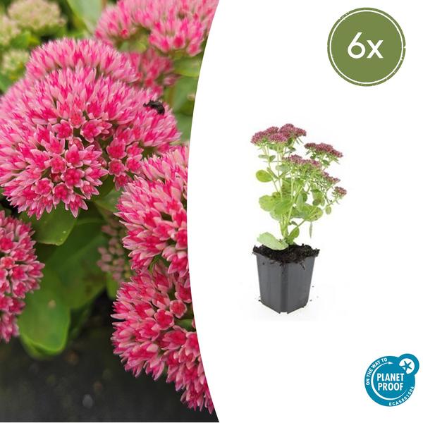 Sedum 'Herbstfreude' - ↕10-25cm - Ø9cm - 6x  BotanicBridge