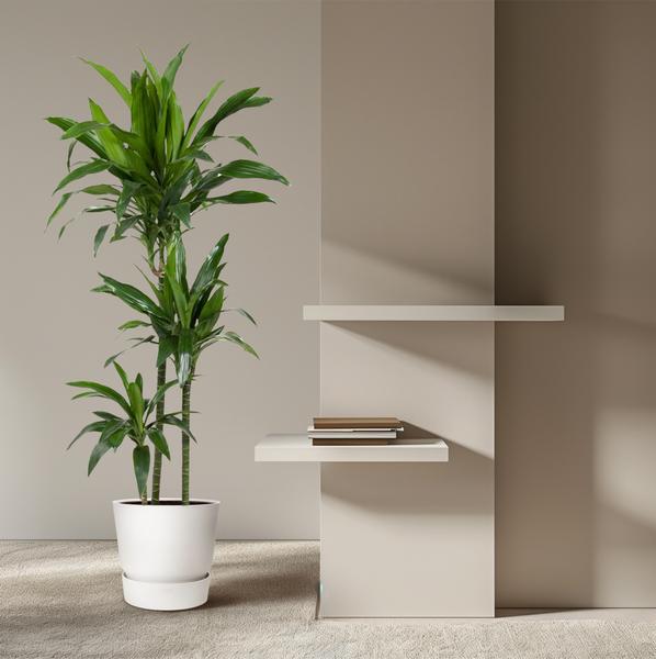 Dracaena Janet Craig - 150 cm - ø24  BotanicBridge