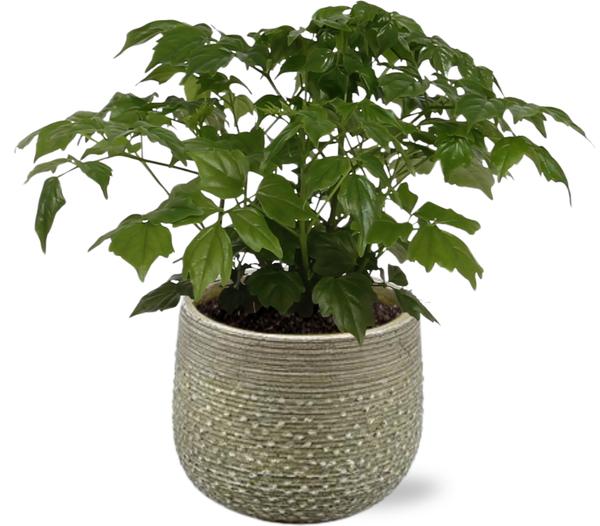 Rademachera Sinica - Ø12cm - ↕27cm + Noale Pot D14,5x12cm - Groen  BotanicBridge