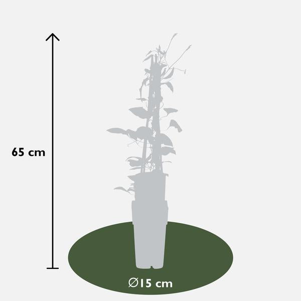 4x - Clematis Rouge Cardinal - ↨65cm - Ø15  BotanicBridge