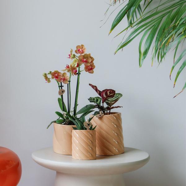 Kolibri Home | Candy sierpot - Peach - Ø9cm  BotanicBridge