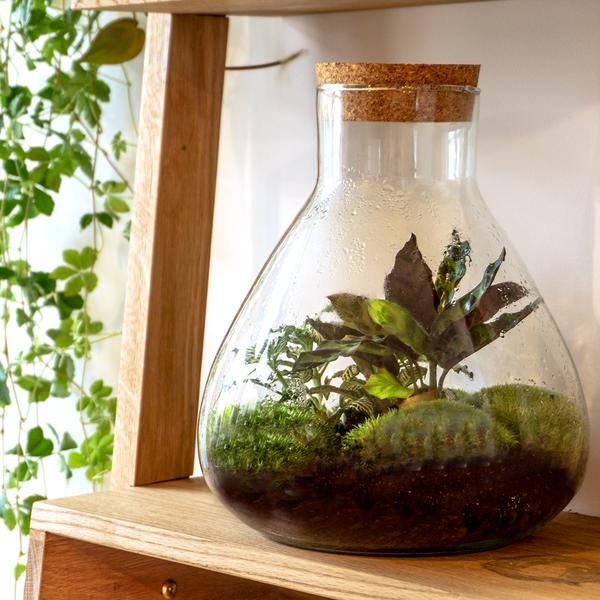 Terrarium bottle  - Model: Sammie -  Closed terrarium ↑ 26,5 cm  BotanicBridge