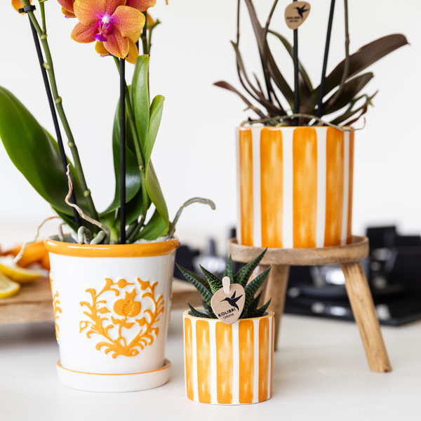 Kolibri Home | Painted stripe  - Orange - Ø6cm  BotanicBridge