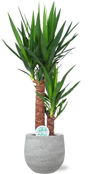 Yucca Elephantipes - Ø17cm - ↕85cm + Ryan Pot D18x16cm - Wit  BotanicBridge