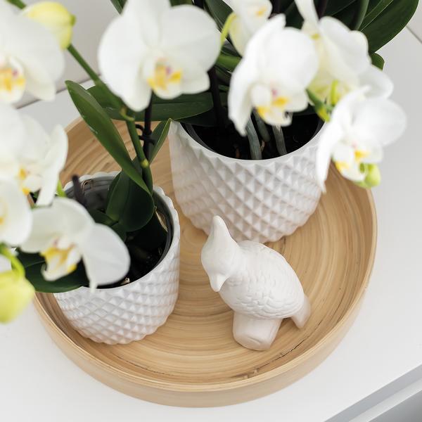 Kolibri Home | Ornament - Decoratie beeld Cockatoo - White  BotanicBridge