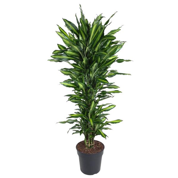 Dracaena Cintho vertakt - 150 cm - ø31  BotanicBridge