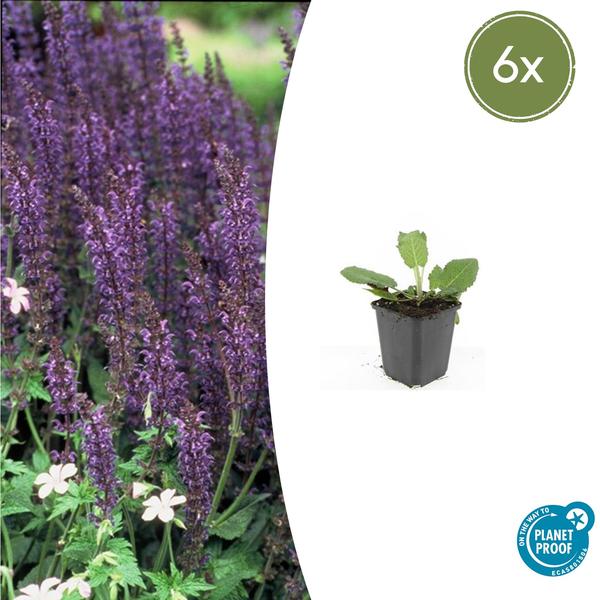 Salvia nem. 'Mainacht' - ↕10-25cm - Ø9cm - 6x  BotanicBridge