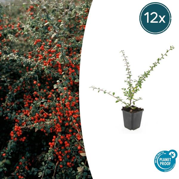 Cotoneaster suec. 'Coral Beauty' - ↕10-25cm - Ø9cm - 12x  BotanicBridge