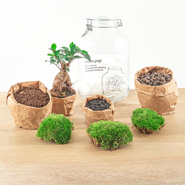 DIY terrarium - Jar - Ficus Ginseng bonsai - ↕ 28 cm - Rake + Shovel  BotanicBridge