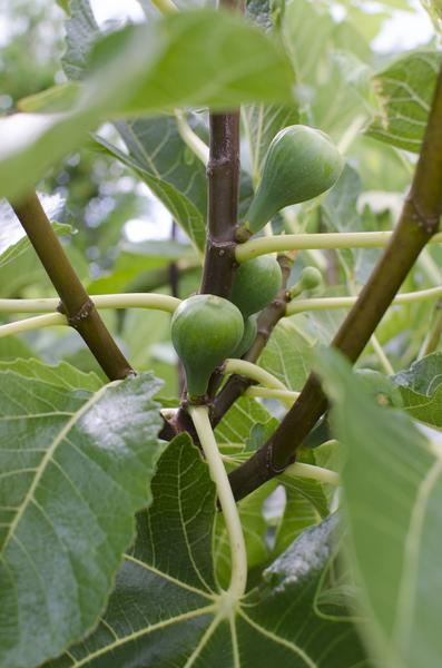 Ficus Gustissimo Perretta - Ø19cm - ↕50cm - Ø19 - ↨50cm  BotanicBridge