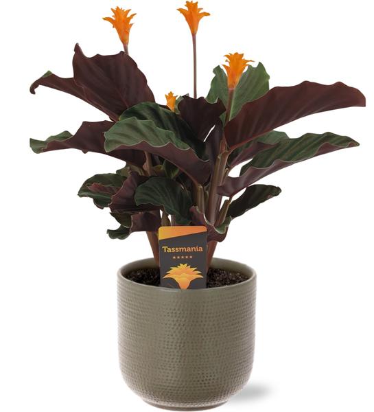 Calathea Crocata - Ø14cm - ↕40cm + Aresso Pot D15,5x14,5cm - Grijs Groen  BotanicBridge