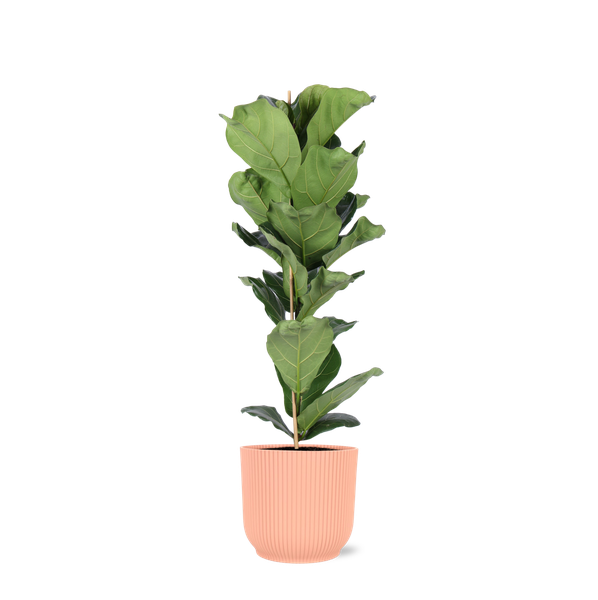 Ficus Lyrata - Ø21cm - ↕90cm in Vibes ROZE pot  BotanicBridge