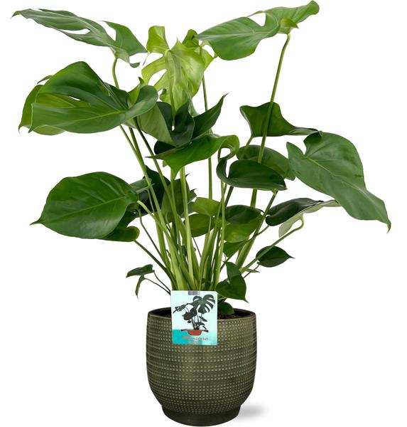 Monstera Deliciosa - Ø19cm - ↕60cm + Lykke Pot D21x20cm - Groen  BotanicBridge