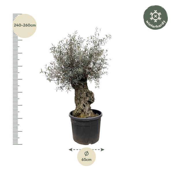 Olea Europaea Bonsai - 250cm- Ø65  BotanicBridge