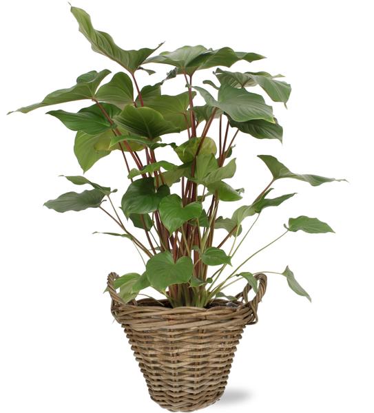 Homalomena Rubescens Maggy - Ø24cm - ↕90cm + Pot+Handvat D25x19cm - Naturel  BotanicBridge