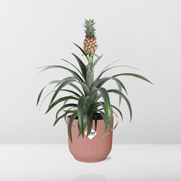 Ananas Mi Amigo in ELHO Vibes Fold 14cm roze  BotanicBridge