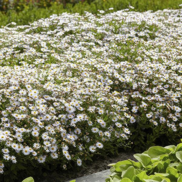 Aster ageratoides 'Ashvi' - ↕10-25cm - Ø9cm - 40x  BotanicBridge