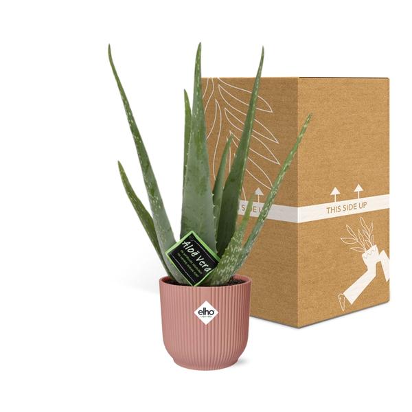 Aloe Vera 12cm in ELHO Vibes Fold 14cm roze  BotanicBridge