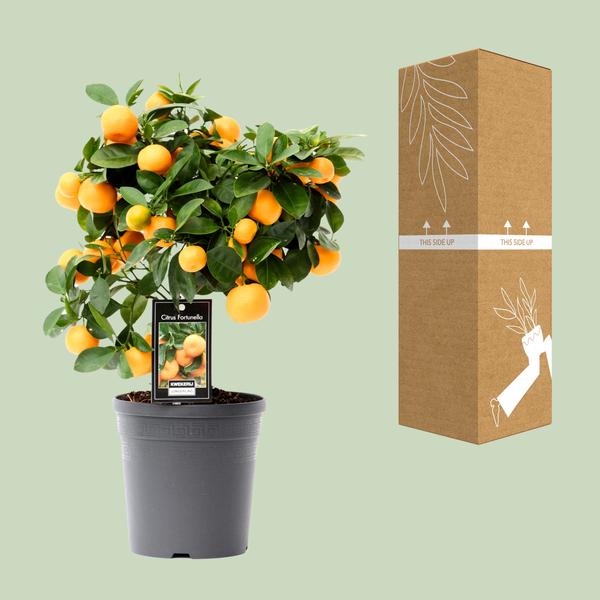 Citrus Calamondin - Ø15cm - ↕40cm  BotanicBridge