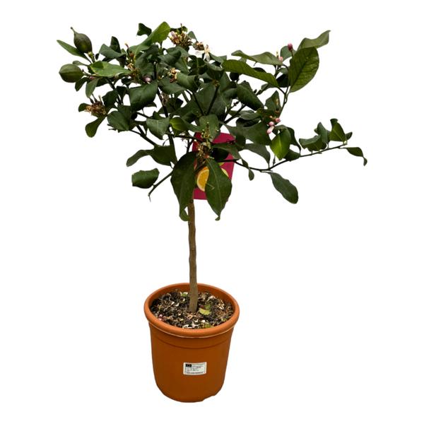 Citrus Lemon - 80 cm - Ø22cm  BotanicBridge