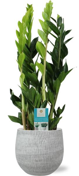 Zamioculcas Zamiifolia -  Ø17cm - ↕70cm + Ryan Pot D18x16cm - Wit  BotanicBridge