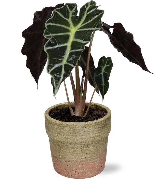 Alocasia Amazonica Polly - Ø12cm - ↕30cm + Invorno Pot D13,5x12,5cm - Naturel  BotanicBridge