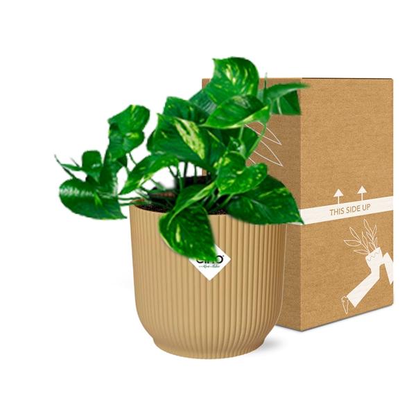 Epipremnum Pinnatum ‘Aureum’ in ELHO Vibes Fold 14cm geel  BotanicBridge