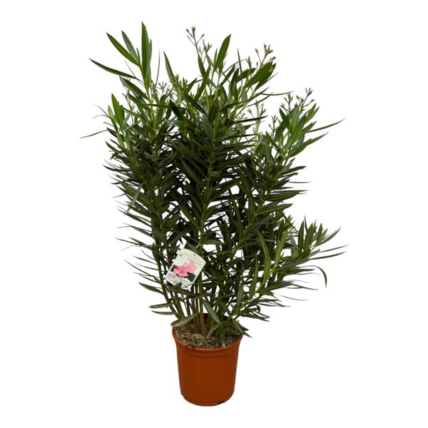 Nerium Oleander struik met witte bloem - 160 cm - Ø30cm  BotanicBridge