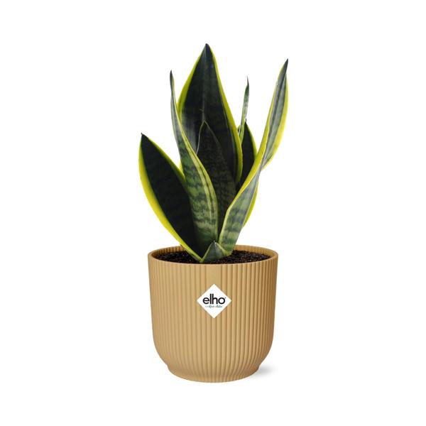 Sansevieria Futura Superba in ELHO Vibes Fold 14cm geel  BotanicBridge