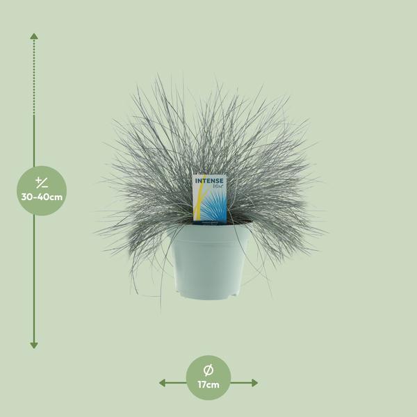 Festuca Glauca Intense Blue® - Ø17cm - ↕35cm  BotanicBridge