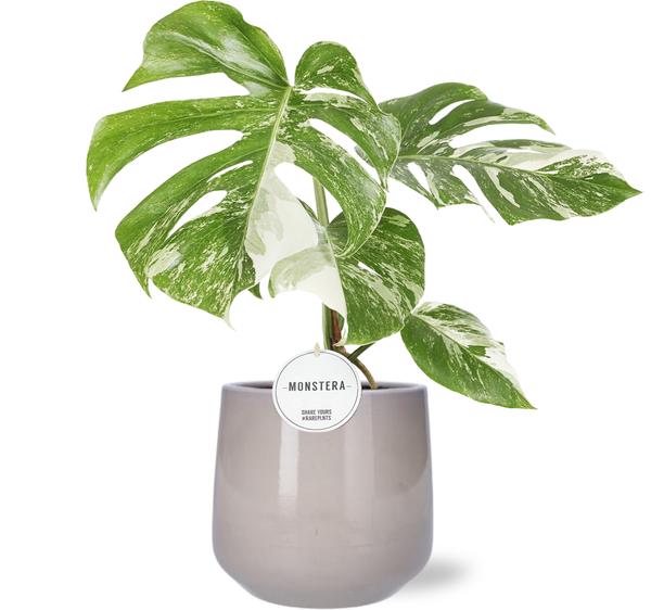 Monstera Deliciosa Variegata - Ø15cm - ↕45cm + Puglia Pot D16,5/18x16cm - Grijs  BotanicBridge